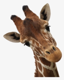Giraffes Sticker Africa Animal - Baby Giraffe Close Up, HD Png Download, Free Download