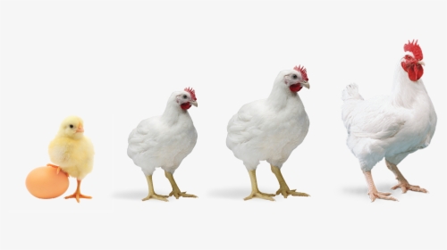 Transparent Chicken Feed Clipart - Broiler Chicken Png, Png Download, Free Download