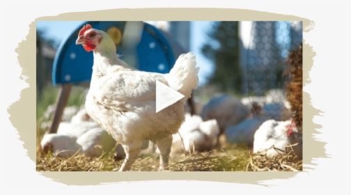 Video - Chicken Farms In Petaluma, HD Png Download, Free Download