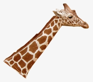 Giraffenhals Blick Rechts - Giraffenhals Png, Transparent Png, Free Download