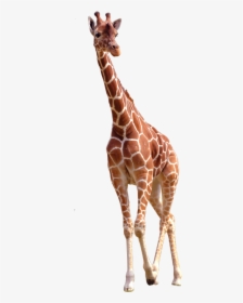 Giraffe Png Image Free Download Searchpng - Giraffe Image Free Download, Transparent Png, Free Download
