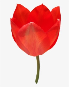 Red Tulip Png Image - Portable Network Graphics, Transparent Png, Free Download