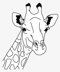 Clipart - Giraffe Coloring Page Head, HD Png Download, Free Download