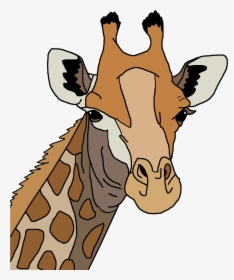 Colored Giraffe Clip Arts - Giraffe Coloring Page Head, HD Png Download, Free Download
