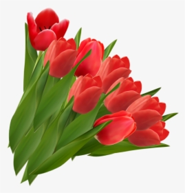 Tulip Flower Vector Line, HD Png Download, Free Download