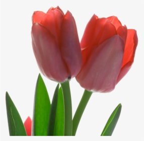 Tulip Red Flower - Sprenger's Tulip, HD Png Download, Free Download