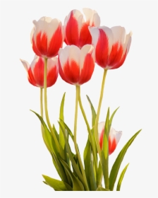 Gambar Bunga Tulip Mekar, HD Png Download, Free Download