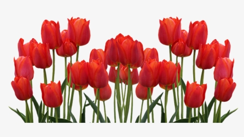 Tulips, Spring, Nature, Flower, Flowers, Red - Good Morning Flowers Download, HD Png Download, Free Download
