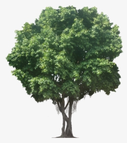 Ficus, Parsley, Objects, Tree Cut Out, Herbs, Plants, - Tree Png Transparent, Png Download, Free Download