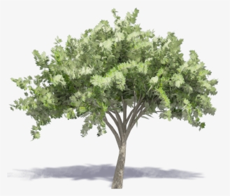 Elm Tree 23d View"  Class="mw 100 Mh 100 Pol Align, HD Png Download, Free Download