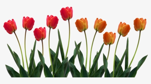 Download Tulip Png Pic - Transparent Tulips, Png Download, Free Download