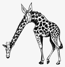 Transparent Giraffe Head Png - Giraffe Icon White .png, Png Download, Free Download