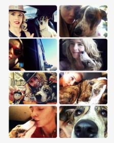 Collage - Companion Dog, HD Png Download, Free Download