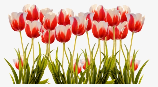 Transparent Red Tulip Png - Spring Tulips Png, Png Download, Free Download