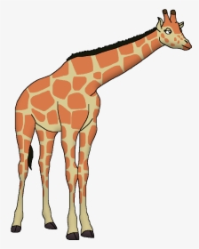 Wildlife Animal Pedia Wiki - Reticulated Giraffe Safari Zoo, HD Png Download, Free Download