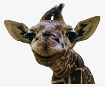 Transparent Baby Giraffe Clipart - Funny Animal Smiley Faces, HD Png Download, Free Download