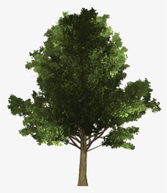Clip Art Reference Maple - Oak, HD Png Download, Free Download