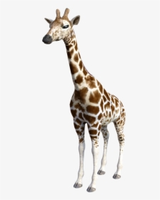 Giraffe, Animals, Africa, Safari, Zoo, Wildlife - Giraffe, HD Png Download, Free Download