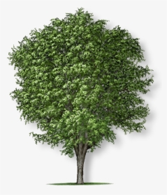Apple Tree Without Apple, HD Png Download, Free Download