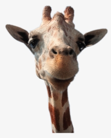#giraffe #head - Guck Der Himmel Ist Blau, HD Png Download, Free Download