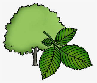 Massachusetts State Tree - Illinois State Tree Drawing, HD Png Download, Free Download