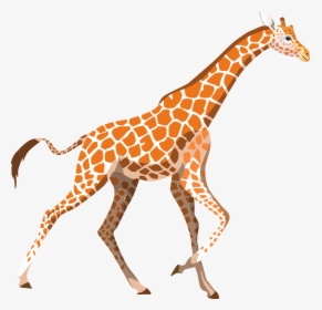 Giraffe Zoo Animal Free Picture - Imagenes De Jirafas Con Png, Transparent Png, Free Download