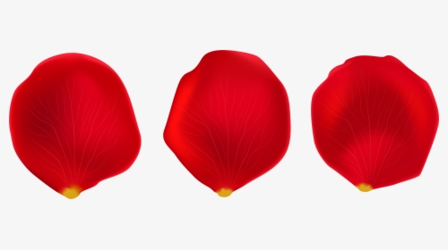 Tulip - Png Rose Petals Transparent, Png Download, Free Download