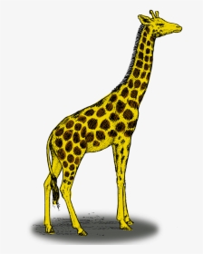Colored Giraffe - Giraffe Side View Drawing, HD Png Download, Free Download