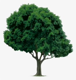 Drawings Of Trees, HD Png Download, Free Download
