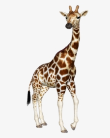 Giraffe Free Png Image Download, Transparent Png, Free Download