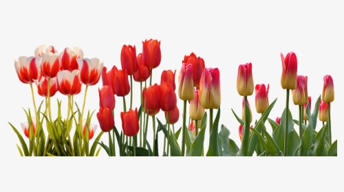 Hyacinth Flower Equinox Spring Tulip International - Tulip Flower Garden Png, Transparent Png, Free Download