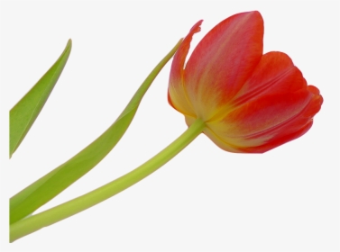 Tulip, Blossom, Bloom, Flower, Spring, Plant, Nature - Flor Tulipa Png, Transparent Png, Free Download