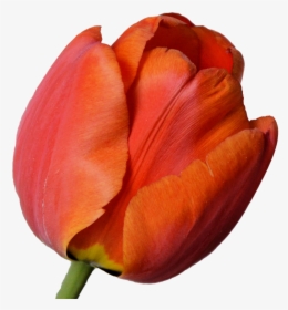 Tulipan Naranja Png, Transparent Png, Free Download