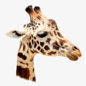 #giraffe #giraffes #giraffesticker #girafe #animals - Giraffe Gift, HD Png Download, Free Download