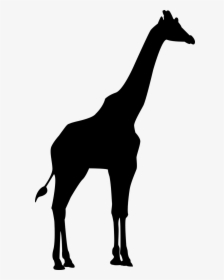Giraffe, Africa, Zoo, Wilderness, Animal, Wild Animal - Transparent Giraffe Silhouette Clipart, HD Png Download, Free Download