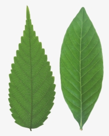 Siberian-elm - Leaf Png, Transparent Png, Free Download