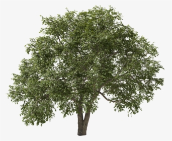 River Birch, HD Png Download, Free Download