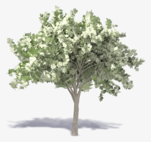 Elm Tree - Chionanthus, HD Png Download, Free Download