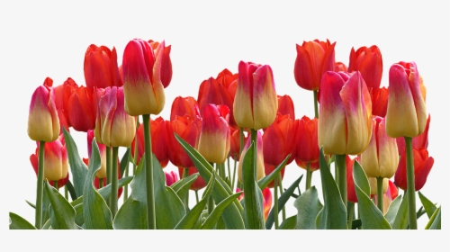 Tulips, Spring, Nature, Flower, Flowers, Red - Good Morning Flowers Download, HD Png Download, Free Download