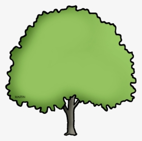 Tree Clipart Clipart Elm Tree - Massachusetts State Tree Drawing, HD Png Download, Free Download