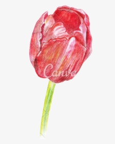 Hand Drawing Of Colored Pencils Watercolor Tulip - Realistic Color Pencil Rose Drawing, HD Png Download, Free Download