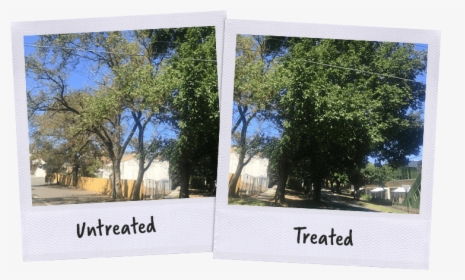 Tree, HD Png Download, Free Download