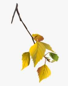 Plant,leaf,tree - Birch In Autumn Clipart, HD Png Download, Free Download