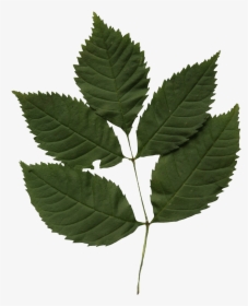 Smooth Sumac, HD Png Download, Free Download