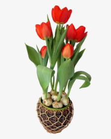 Flower In A Pot Png, Transparent Png, Free Download