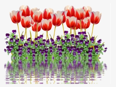 Tulips, Spring, Nature, Flower, Flowers, Red, Colorful - Tulips Spring Nature Png, Transparent Png, Free Download