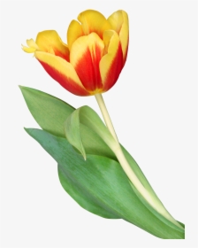Tulip Png Image - Transparent Orange Tulip Png, Png Download, Free Download