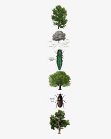 Bugs That Damage Trees - Longhorn Beetle, HD Png Download, Free Download