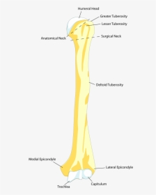 Clip Art Femur Bone Picture - Forearm Bone In Animal, HD Png Download, Free Download