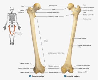 Clip Art The Bones Lower - Femur Bone Anterior And Posterior, HD Png Download, Free Download